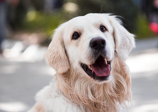 voyagez avec votre animal