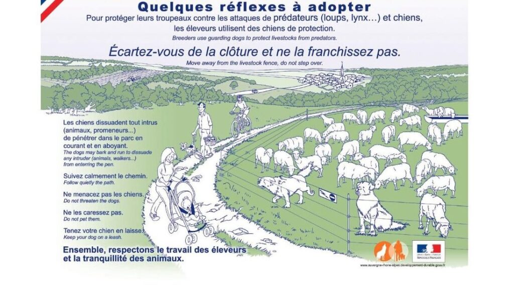 mon chien sans laisse foret